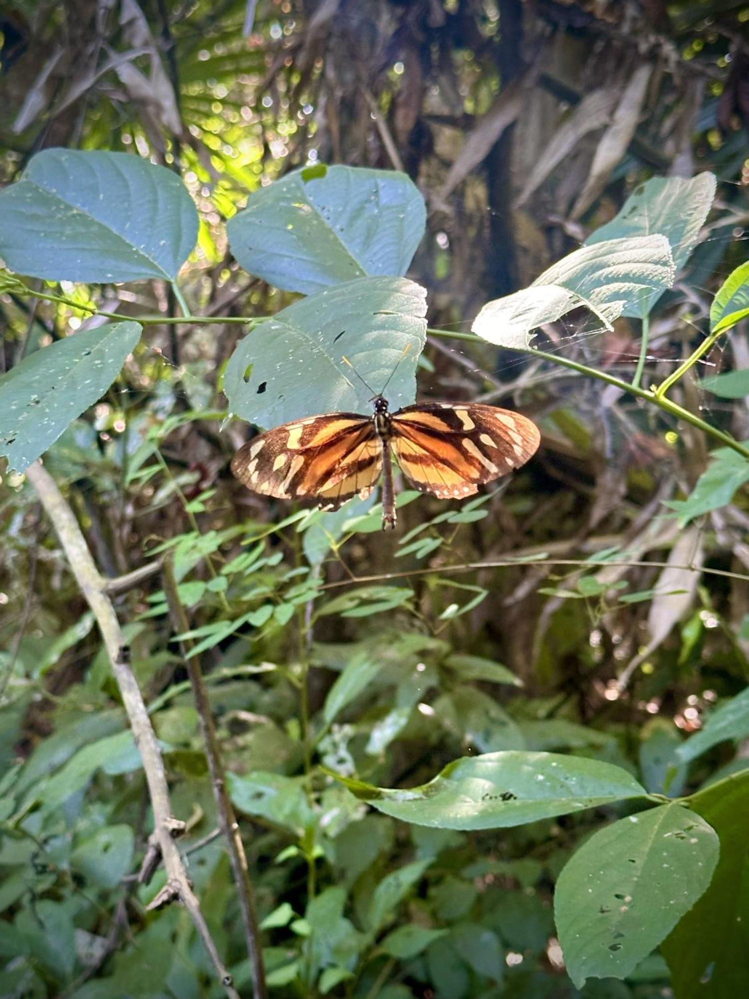 Eco Hotel Amanecer Tayrona El Zaino Eksteriør bilde