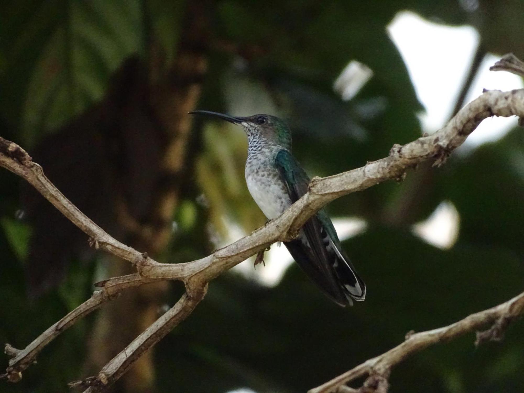 Eco Hotel Amanecer Tayrona El Zaino Eksteriør bilde